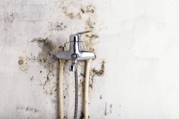 Best Mold Cleaning Services  in Mont Clare, PA