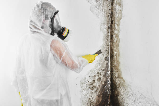 Best Attic Mold Removal  in Mont Clare, PA