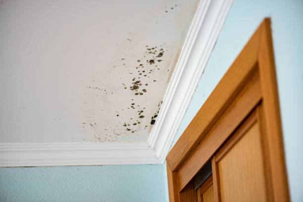 Mold Testing and Removal in Mont Clare, PA