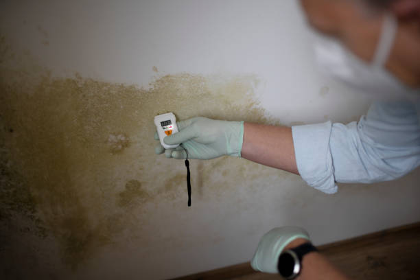Best Local Mold Removal Service  in Mont Clare, PA